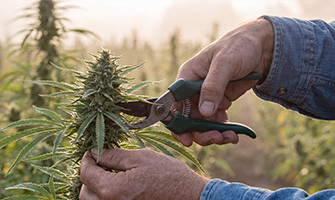 Sérénité à Chaque Gorgée: Plongez Dans l'Univers du CBD